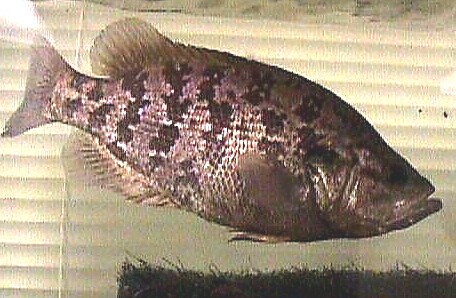 Jonah's Aquarium... Archoplites interruptus, Sacramento perch