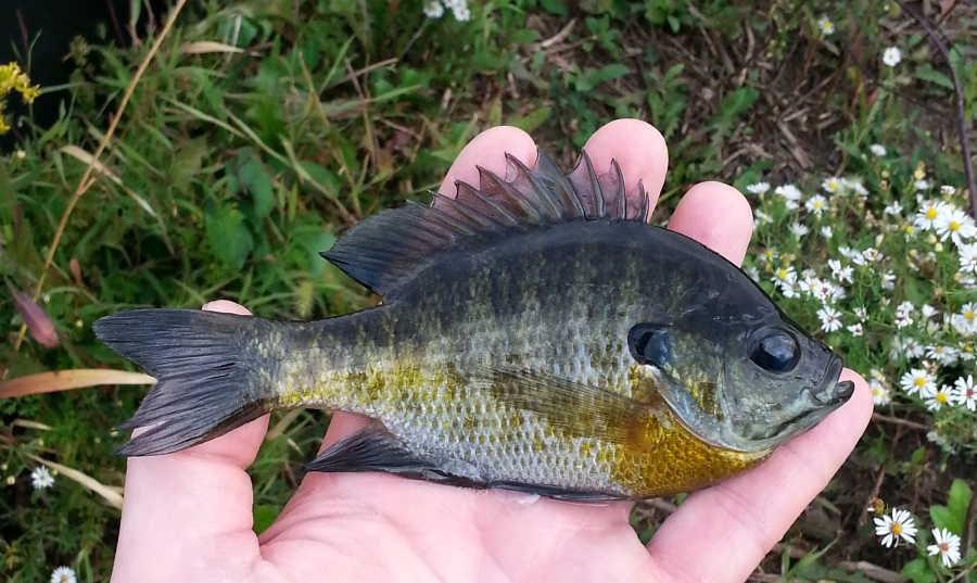 Jonah's Aquarium Lepomis macrochirus 03, Bluegill Mark Binkley