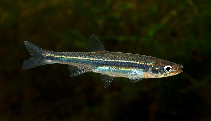 notropis rubellus